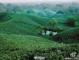 全国茶资源【2021全国茶资源服务】